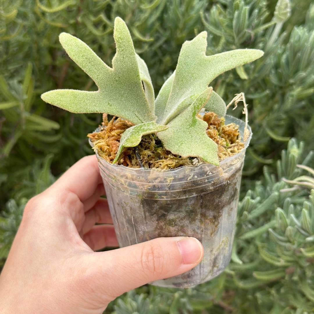 P. willinckii ’Bacteria’ spore 028