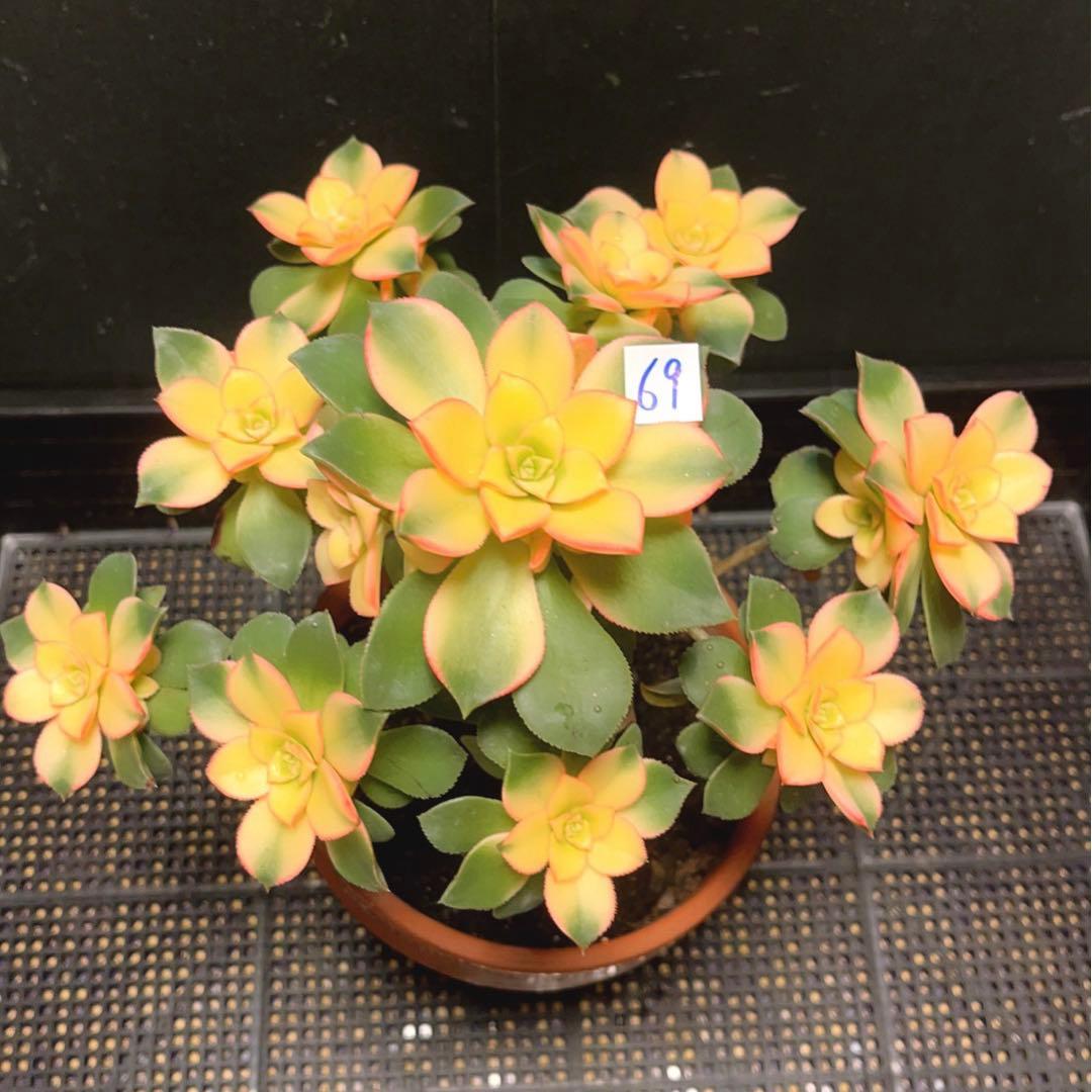 69#多肉植物アエオニウム錦❤️夕映え キウイ❤️1大頭9小頭25子芽26cm拔き苗
