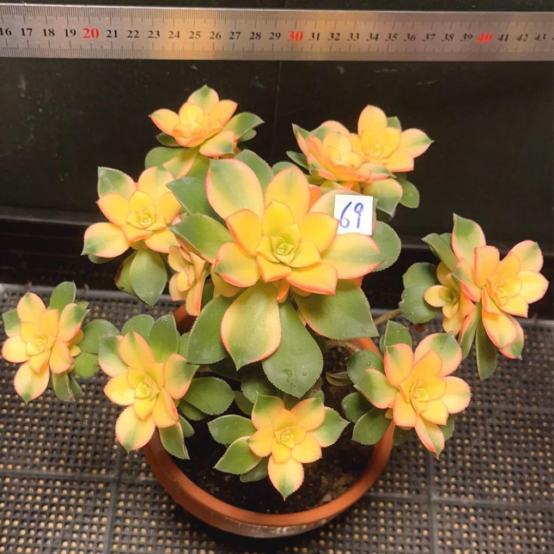 69#多肉植物アエオニウム錦❤️夕映え キウイ❤️1大頭9小頭25子芽26cm拔き苗