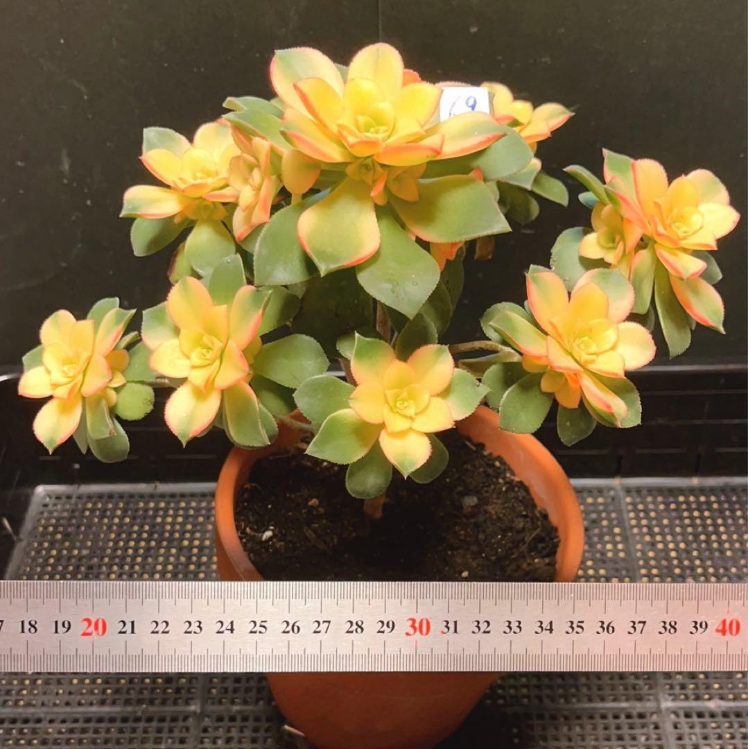 69#多肉植物アエオニウム錦❤️夕映え キウイ❤️1大頭9小頭25子芽26cm拔き苗
