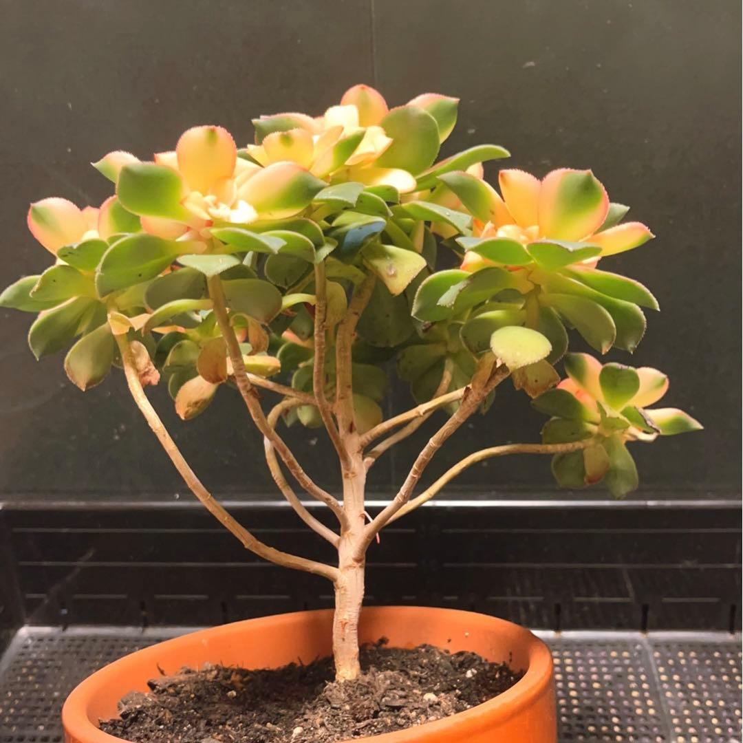 69#多肉植物アエオニウム錦❤️夕映え キウイ❤️1大頭9小頭25子芽26cm拔き苗