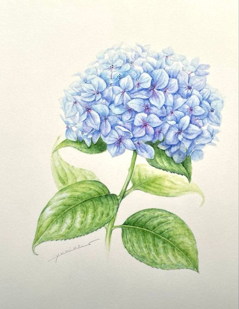 額装　アジサイ　水彩画　原画