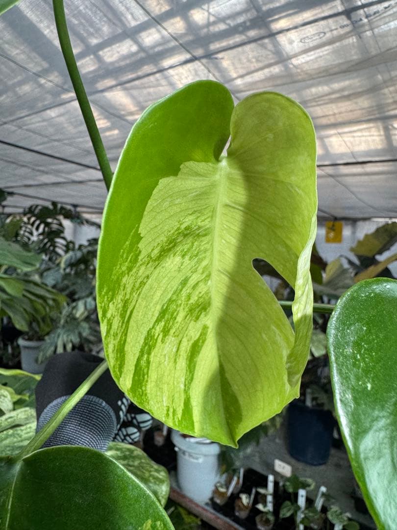 T2 モンステラ　デリシオーサ　ミント　トリカラー