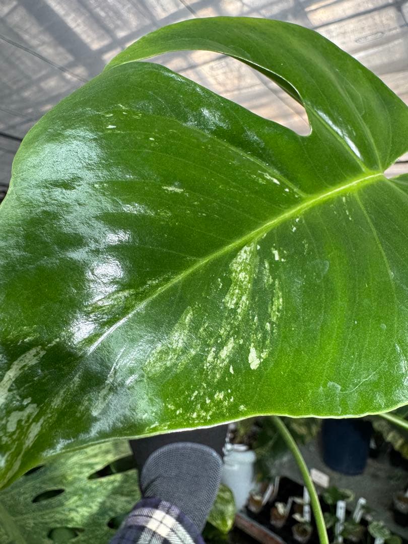 T2 モンステラ　デリシオーサ　ミント　トリカラー