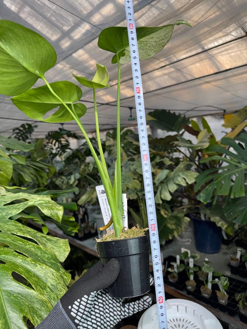 T2 モンステラ　デリシオーサ　ミント　トリカラー