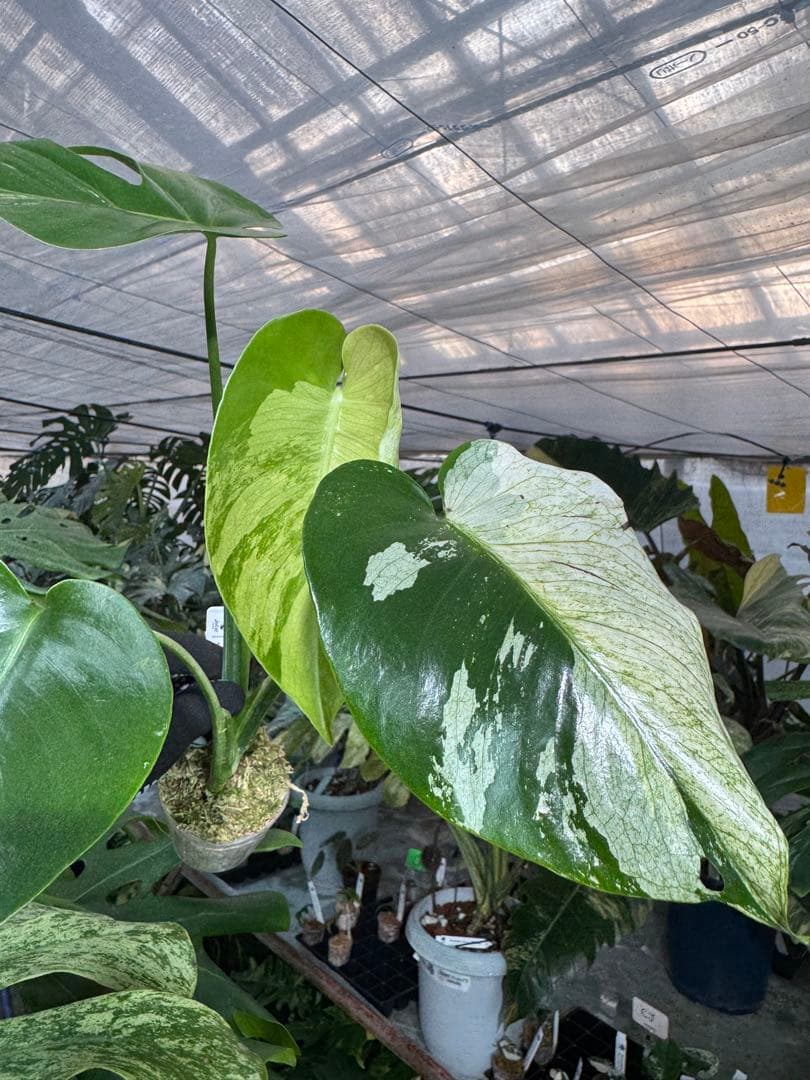 T2 モンステラ　デリシオーサ　ミント　トリカラー