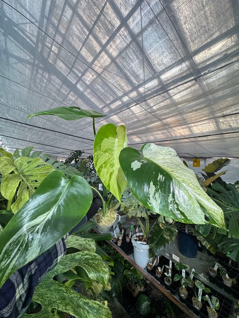 T2 モンステラ　デリシオーサ　ミント　トリカラー