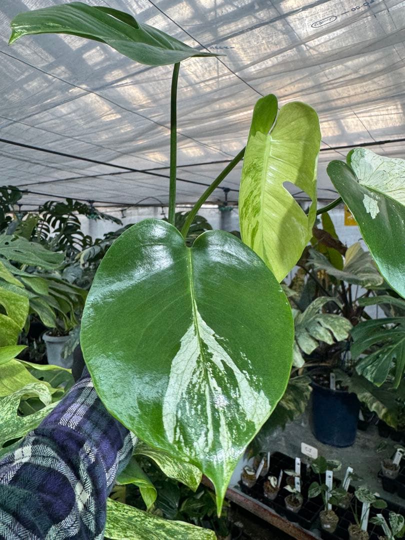 T2 モンステラ　デリシオーサ　ミント　トリカラー