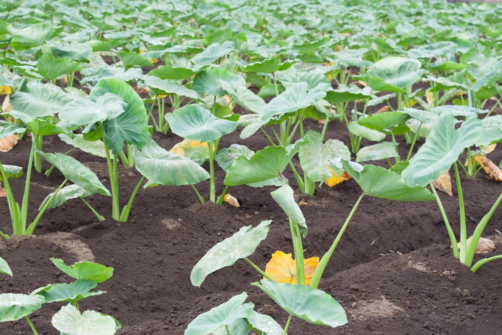 里芋の種子、大量３００粒＋粗品＋全国匿名送料無料です＼(^o^)／