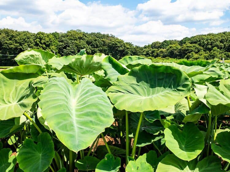 里芋の種子、大量３００粒＋粗品＋全国匿名送料無料です＼(^o^)／