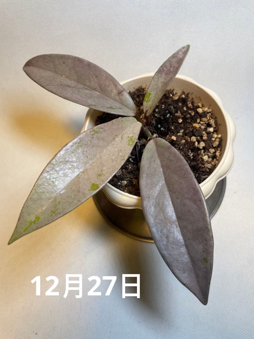 セール　全斑入り　珍種ホヤ　プビカリクス ピンクシルバーゴースト　サクララン