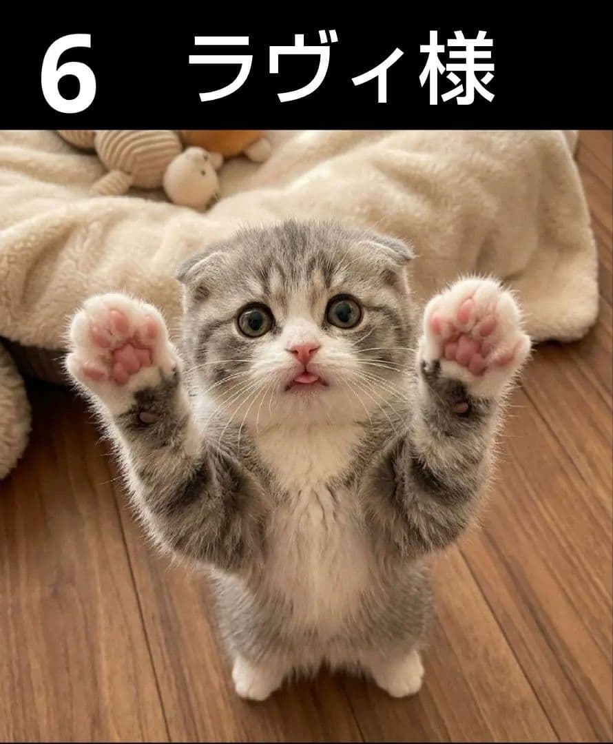 オーダーページ　ハンカチ　302 ハイタッチ猫柄　ハンドメイド1/26