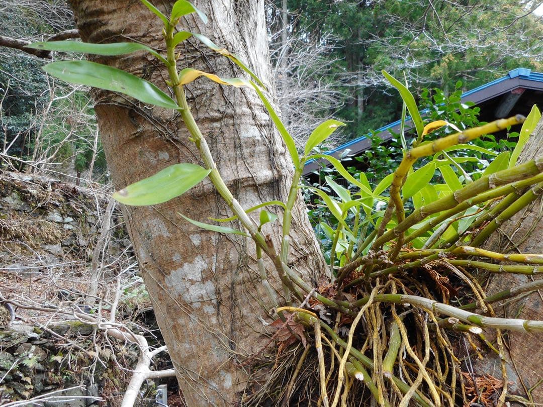 Nikon coolpix A300 ニコン　コンデジ　SDカード付【2GB】