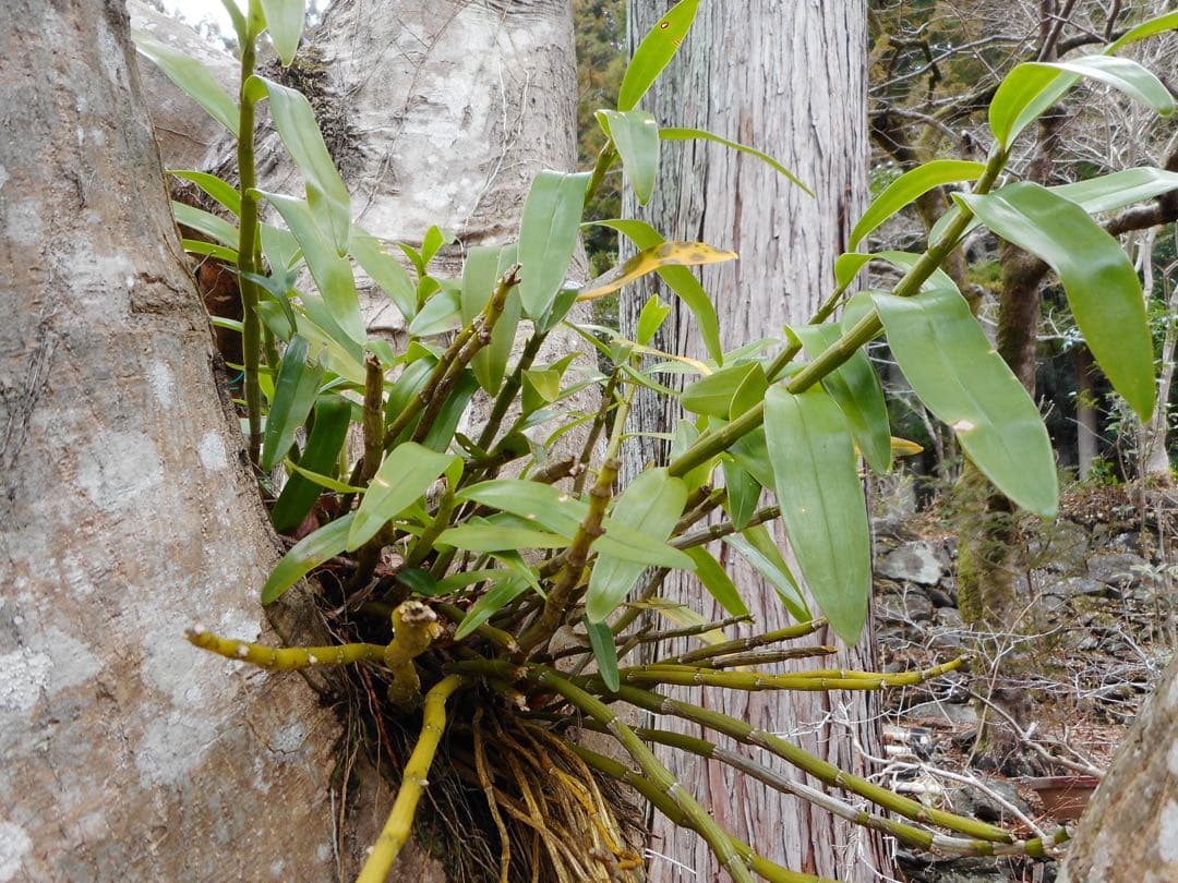 Nikon coolpix A300 ニコン　コンデジ　SDカード付【2GB】