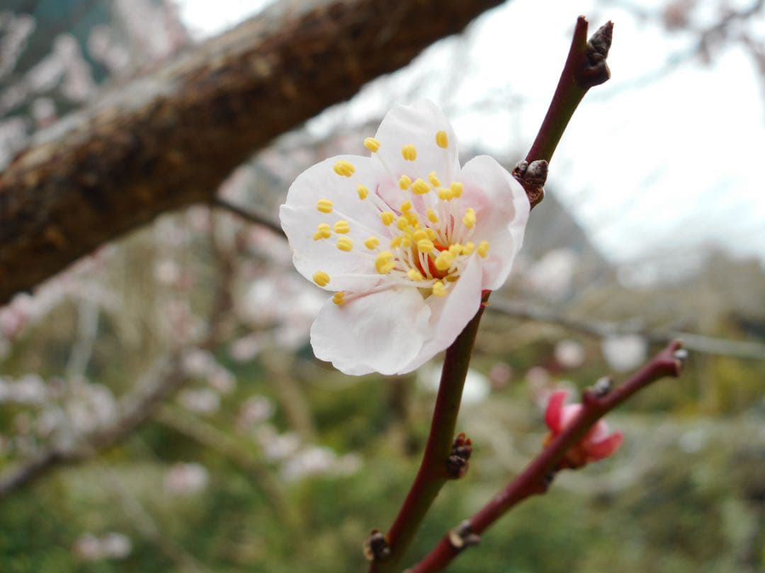 Nikon coolpix A300 ニコン　コンデジ　SDカード付【2GB】