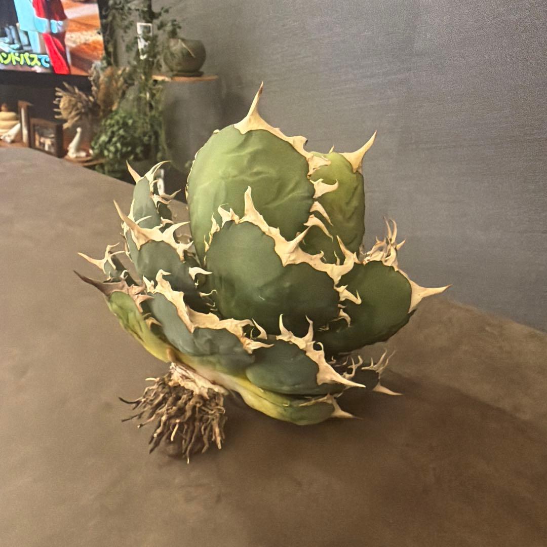 アガベ 多肉植物 オテロイ 親株