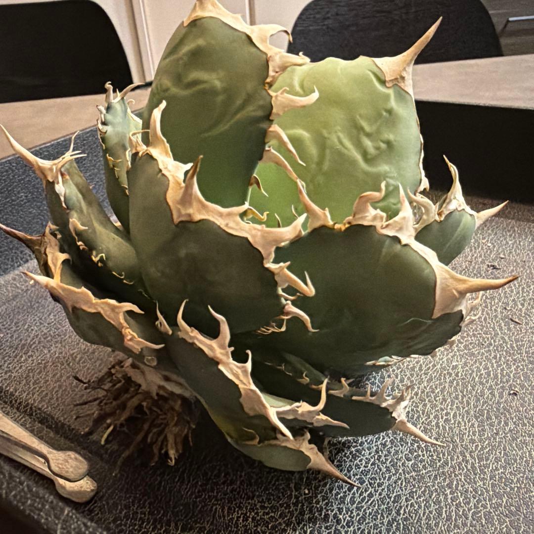 アガベ 多肉植物 オテロイ 親株