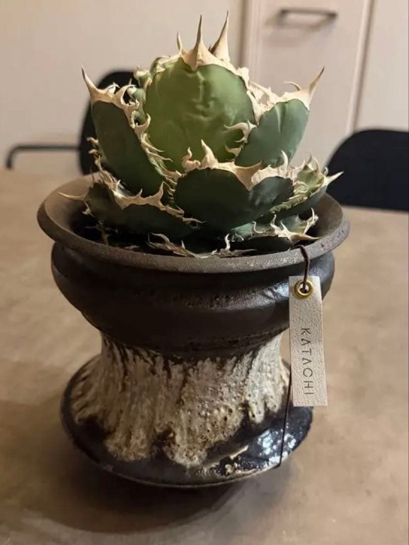 アガベ 多肉植物 オテロイ 親株