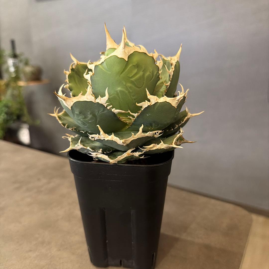 アガベ 多肉植物 オテロイ 親株