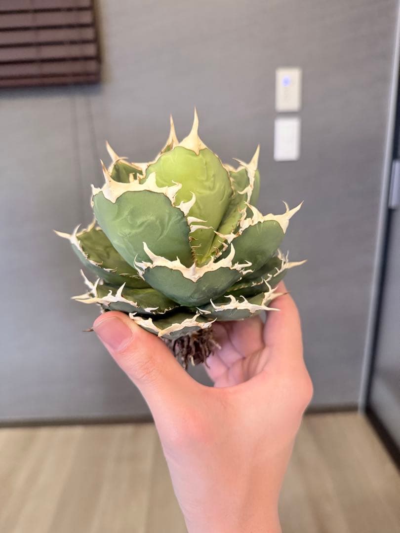 アガベ 多肉植物 オテロイ 親株