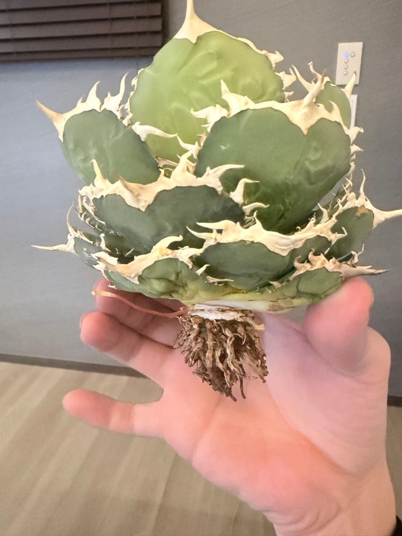 アガベ 多肉植物 オテロイ 親株