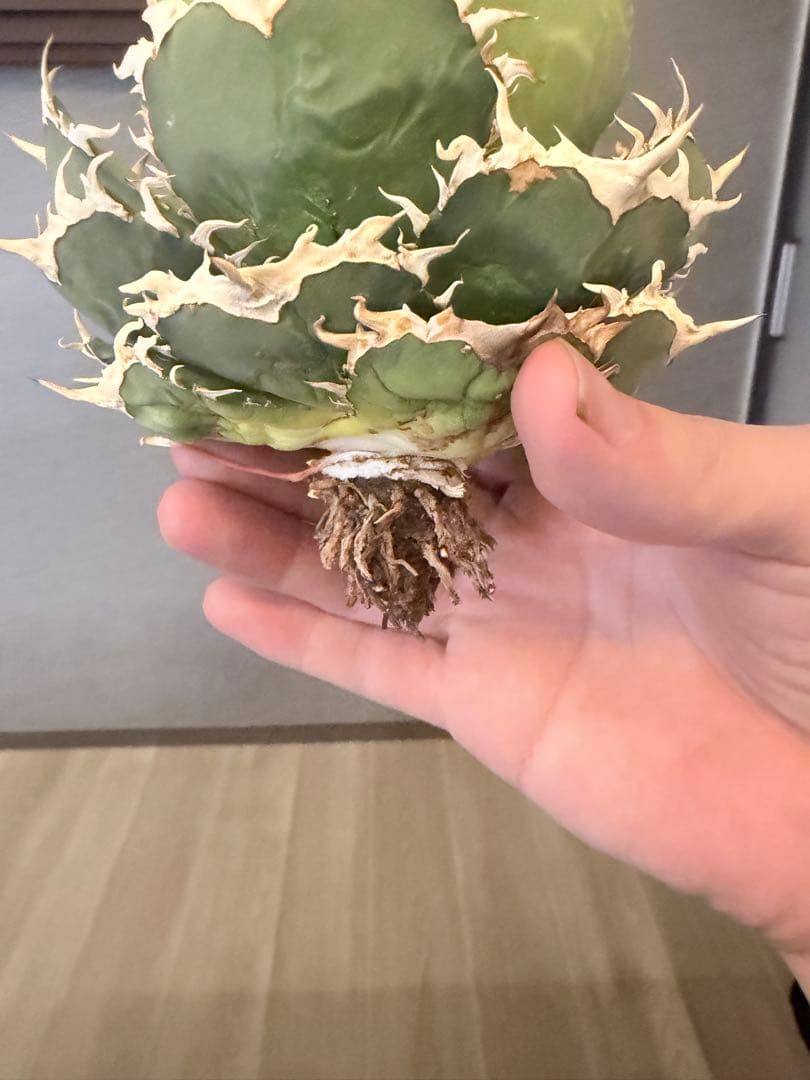 アガベ 多肉植物 オテロイ 親株