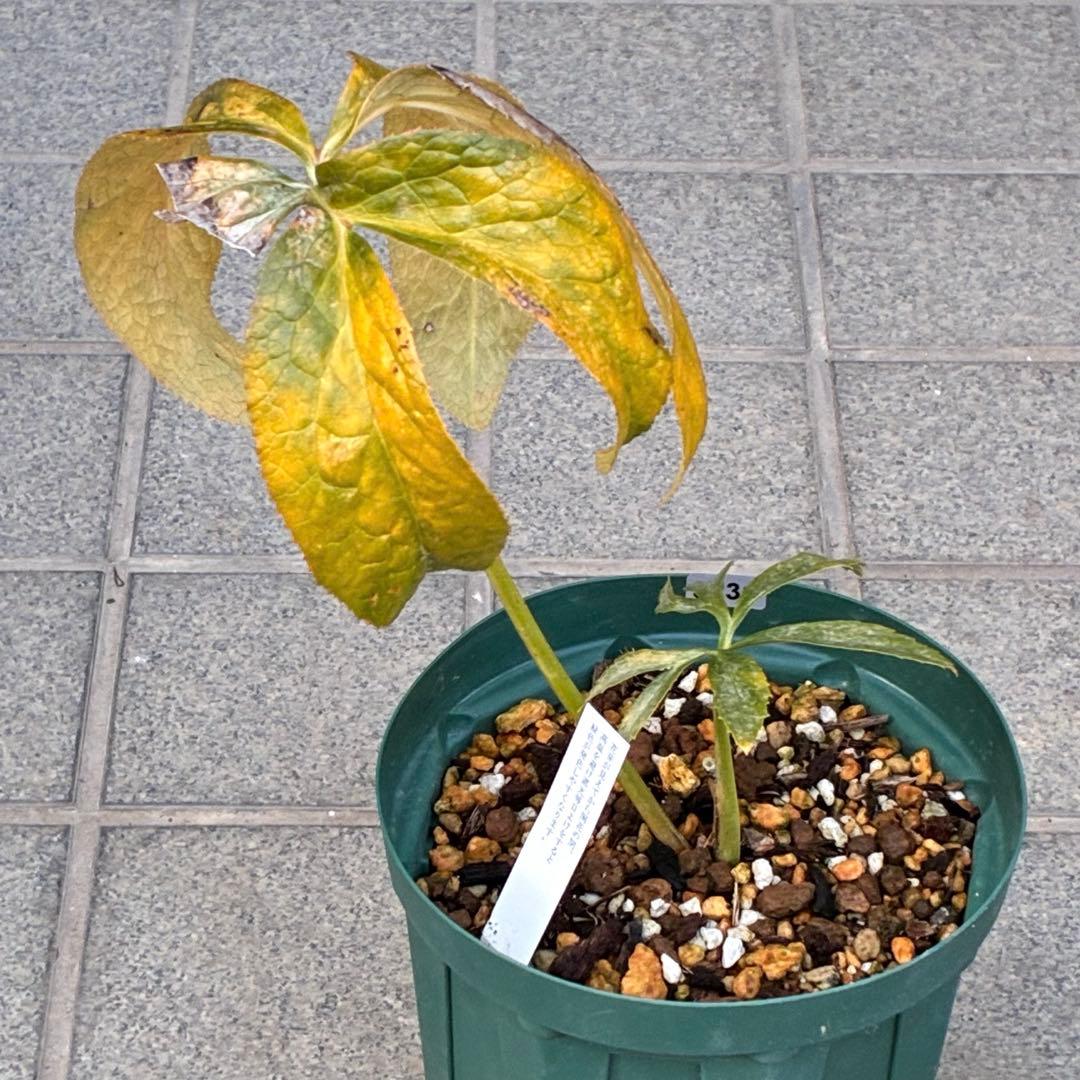 バ*カ様 ☘️ラスト2☘️最新超レア☘️根充実❤️沢山新芽元気株❤️3231⭐️