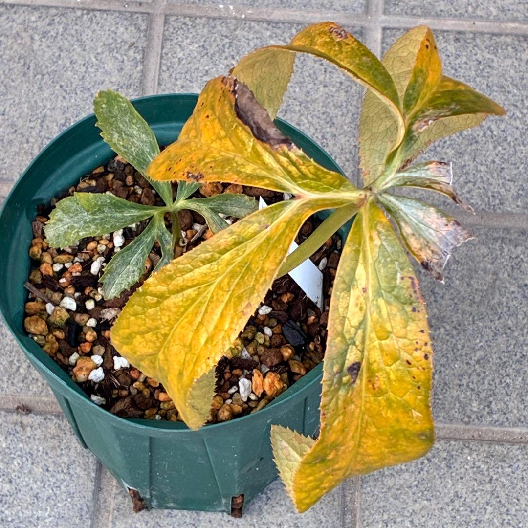 バ*カ様 ☘️ラスト2☘️最新超レア☘️根充実❤️沢山新芽元気株❤️3231⭐️