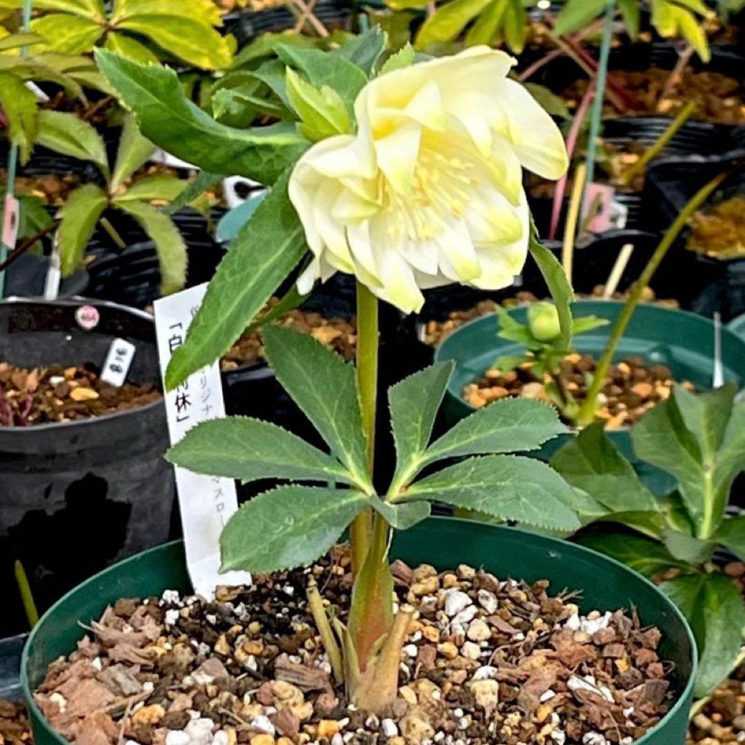 バ*カ様 ☘️ラスト2☘️最新超レア☘️根充実❤️沢山新芽元気株❤️3231⭐️