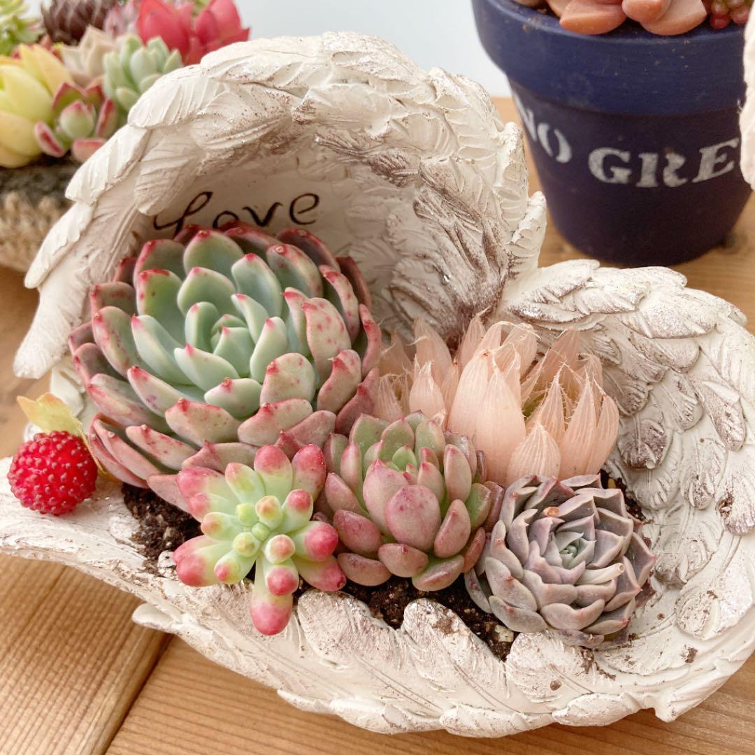 多肉植物　寄せ植え（エンジェル.ウイング鉢♪プードル付き）