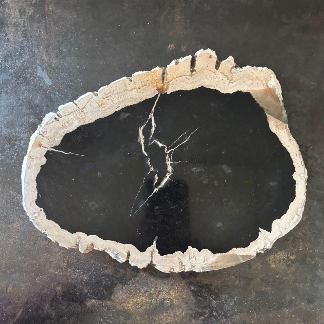 珪化木 木化石 フォッシルプレート ペトリファイドウッド インテリア