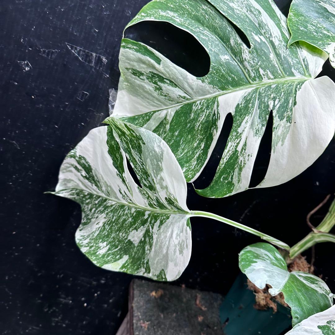 超*✿様 斑入りモンステラ ホワイトタイガー極美大株55cm白斑多