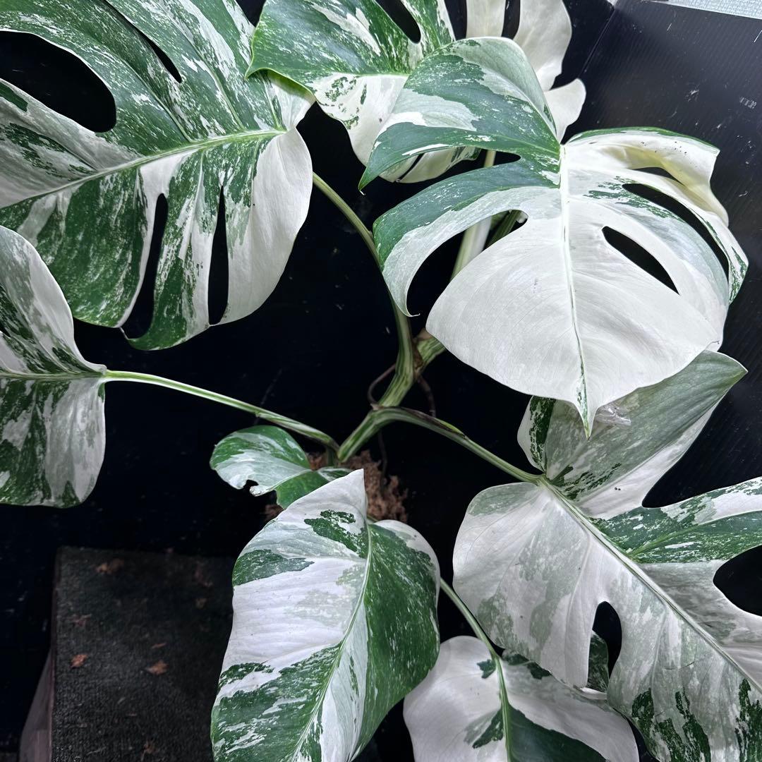 超*✿様 斑入りモンステラ ホワイトタイガー極美大株55cm白斑多