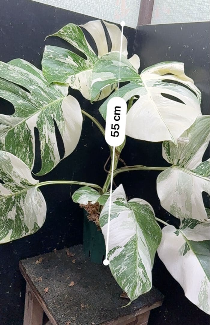 超*✿様 斑入りモンステラ ホワイトタイガー極美大株55cm白斑多