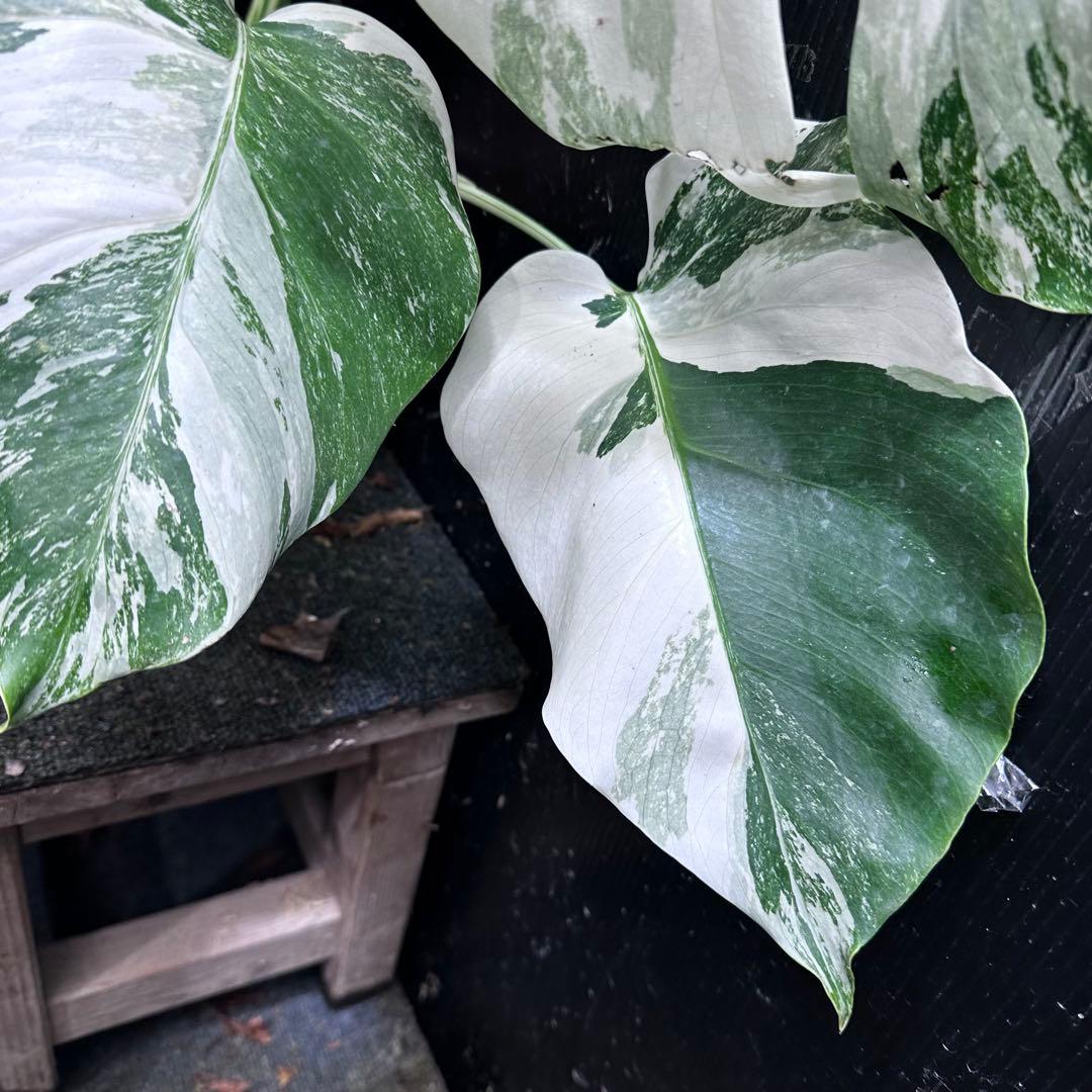 超*✿様 斑入りモンステラ ホワイトタイガー極美大株55cm白斑多