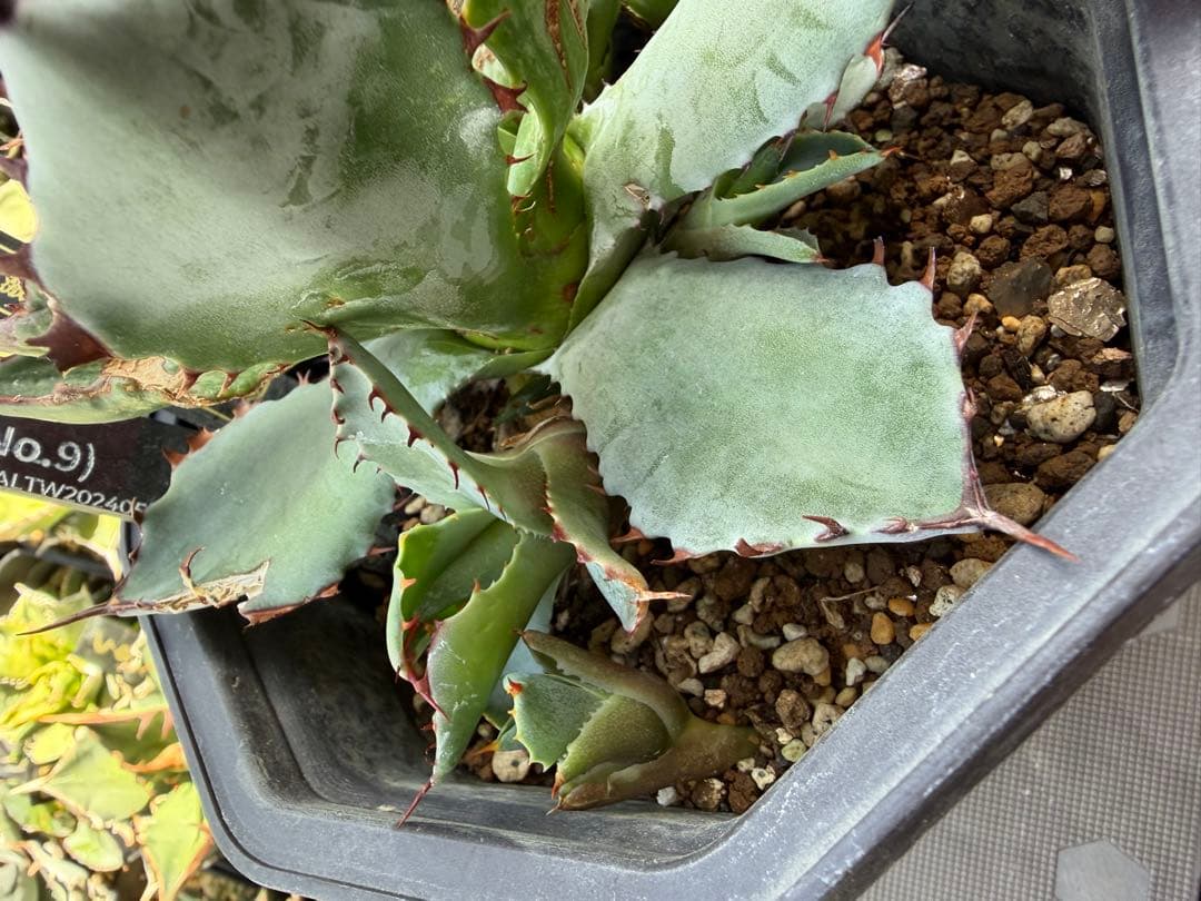 激怒之舞　Agavelive産子株(Lize産) 2つセット