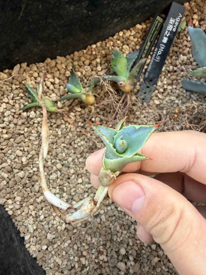 激怒之舞　Agavelive産子株(Lize産) 2つセット