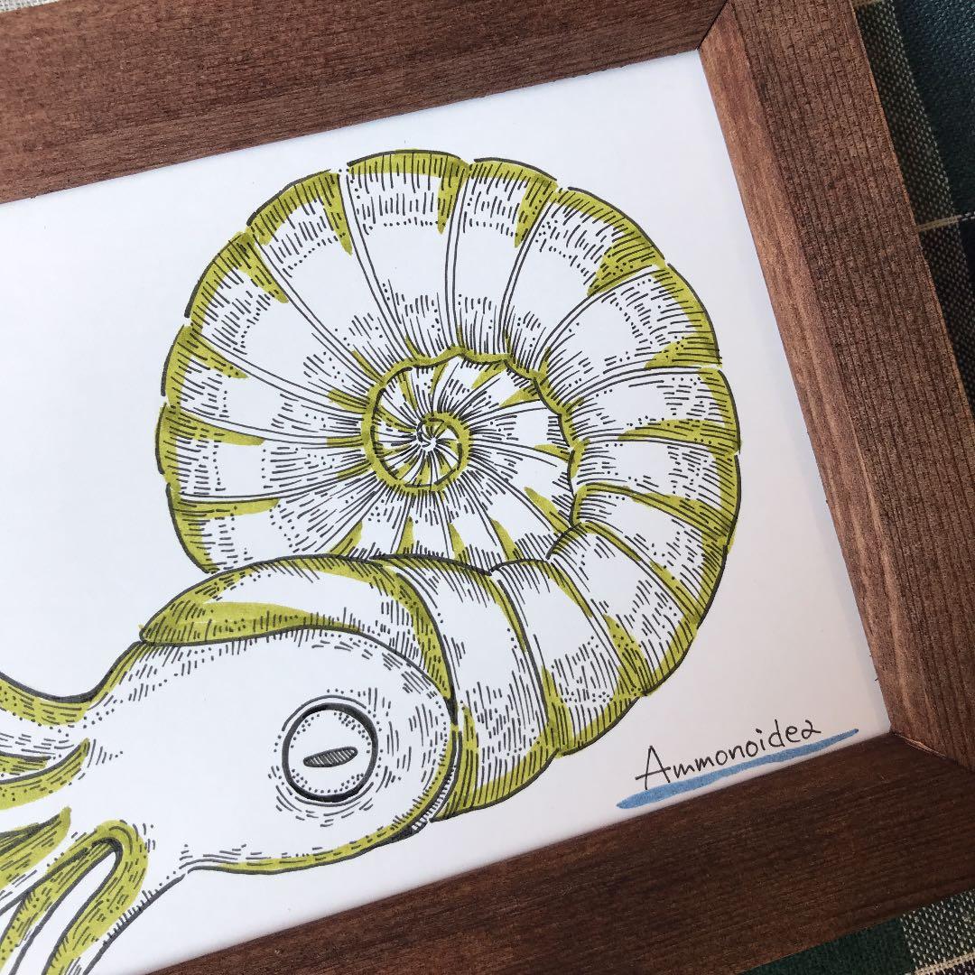 アンモナイト イラスト