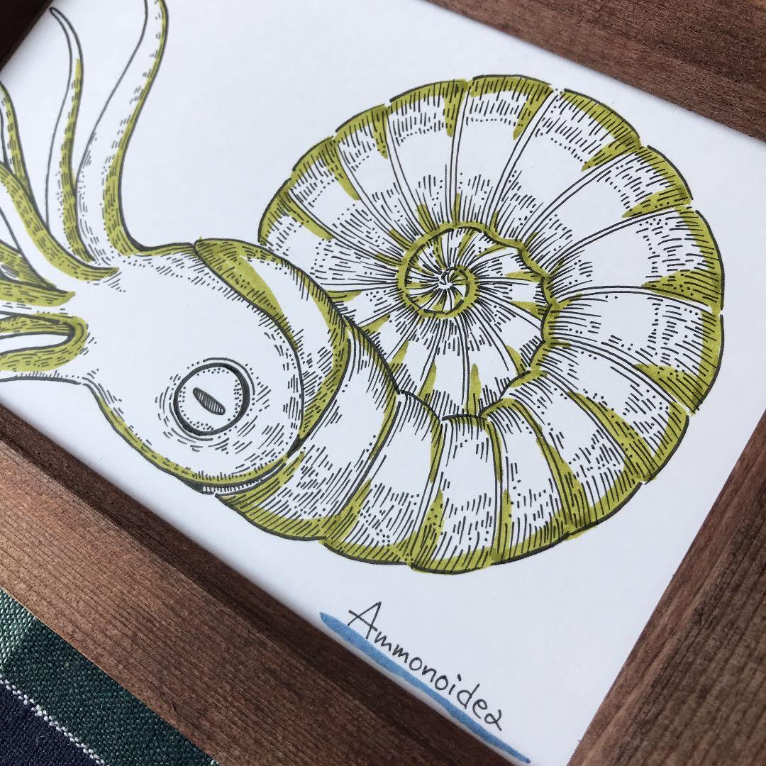 アンモナイト イラスト