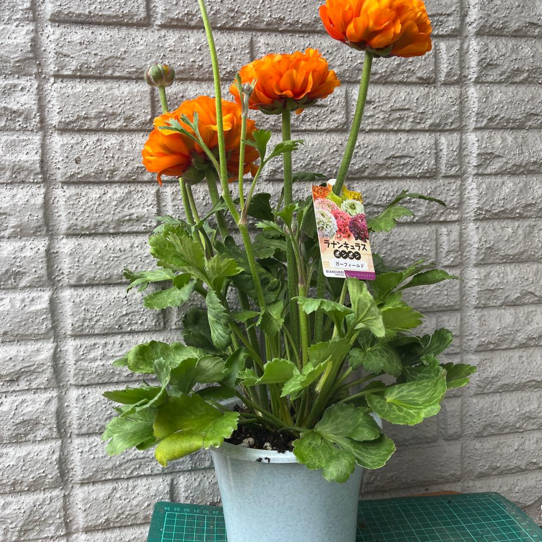 ポンポン ガーフィールド