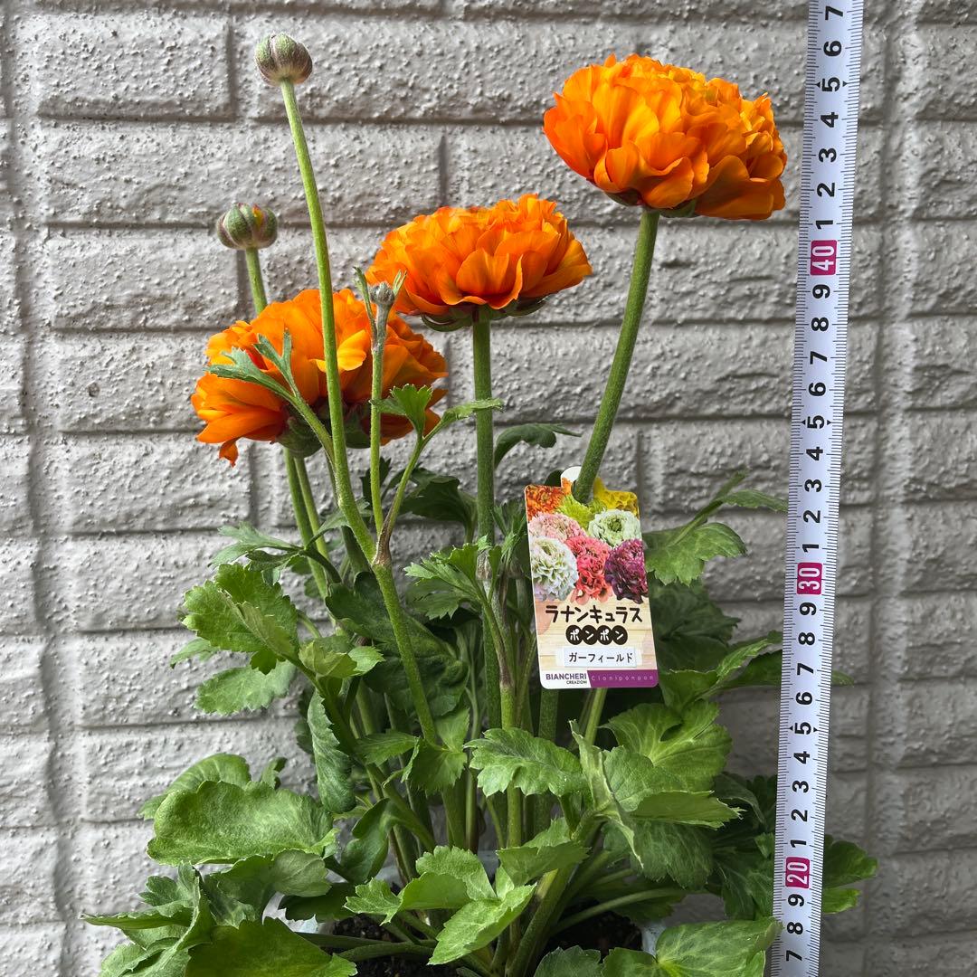 ポンポン ガーフィールド