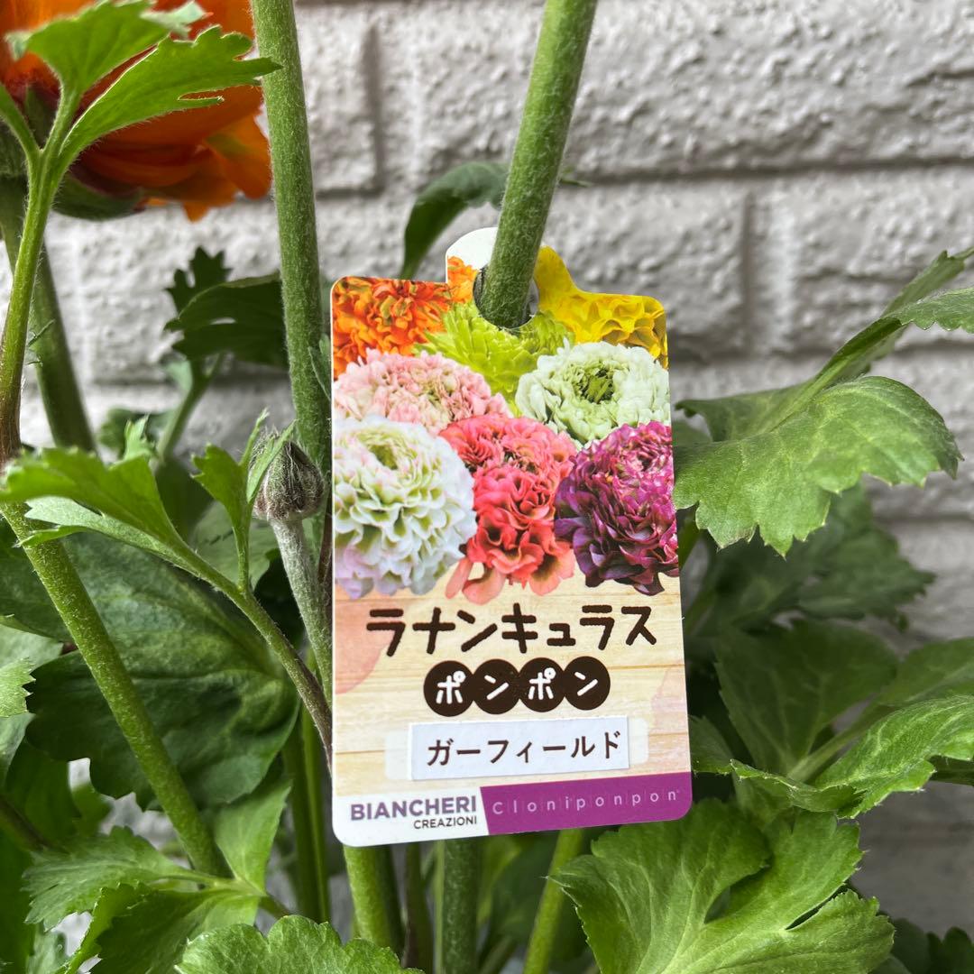 ポンポン ガーフィールド