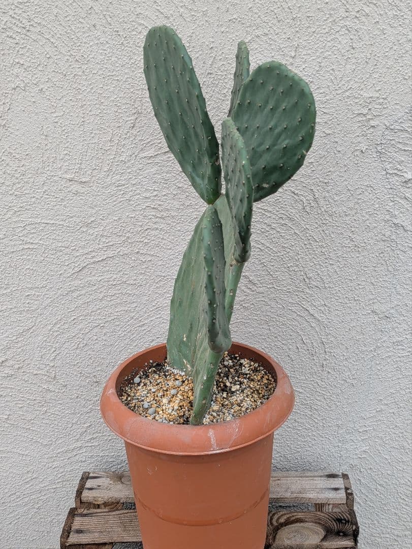 【現品・鉢まま出荷】ウチワサボテン　大丸盆