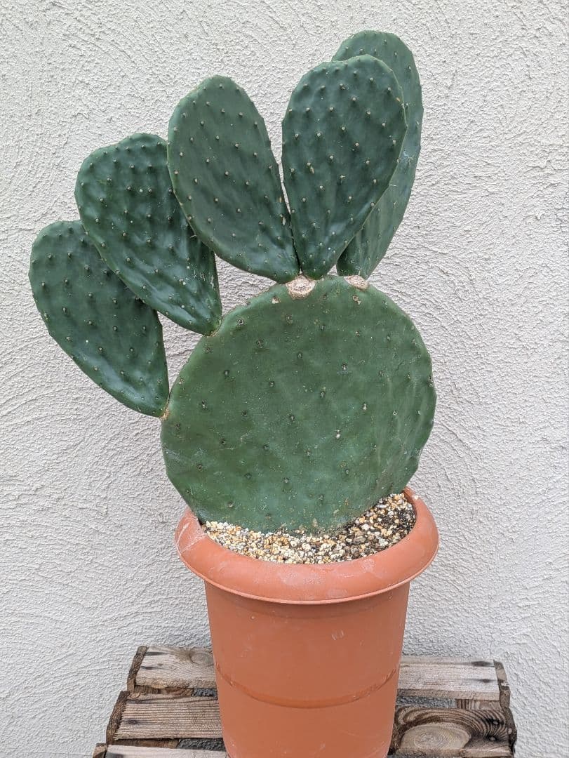 【現品・鉢まま出荷】ウチワサボテン　大丸盆