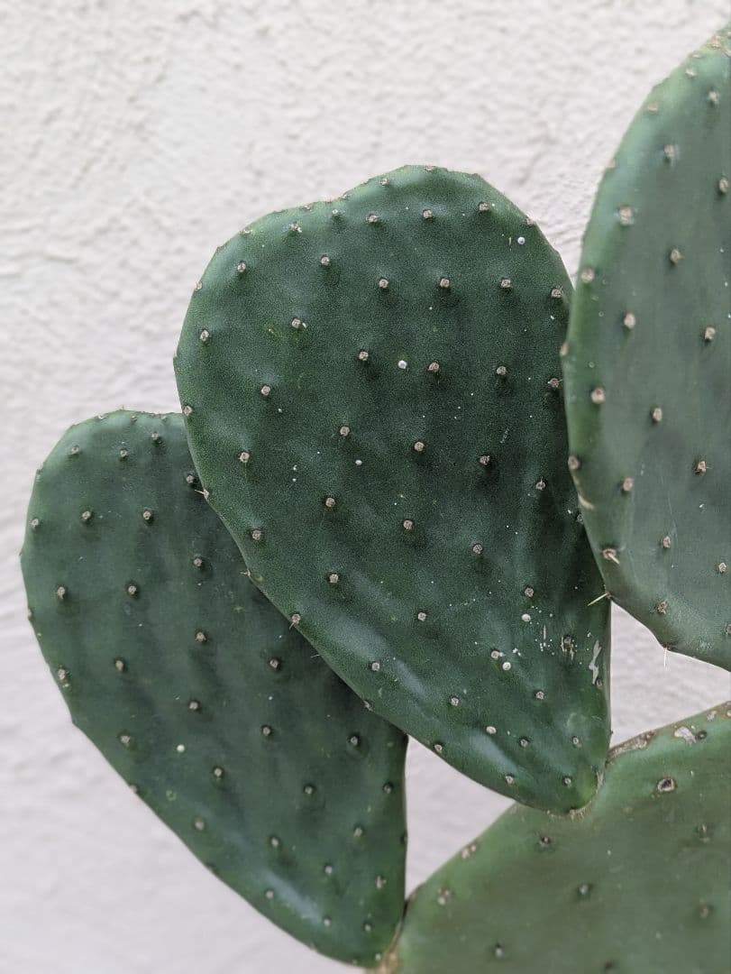 【現品・鉢まま出荷】ウチワサボテン　大丸盆