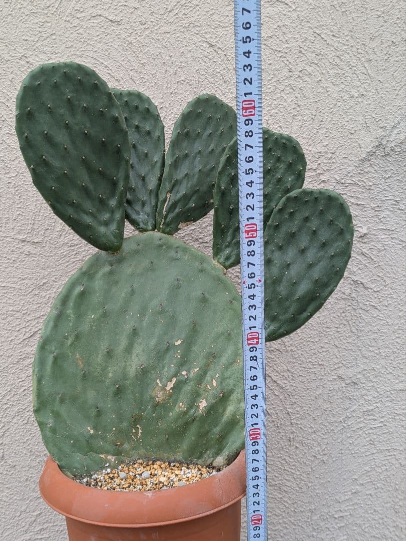 【現品・鉢まま出荷】ウチワサボテン　大丸盆