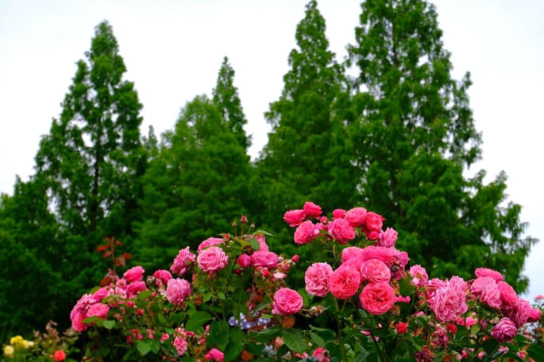 レンズ(ズーム) Fujifilm XC15-45mmF3.5-5.6 OIS PZ