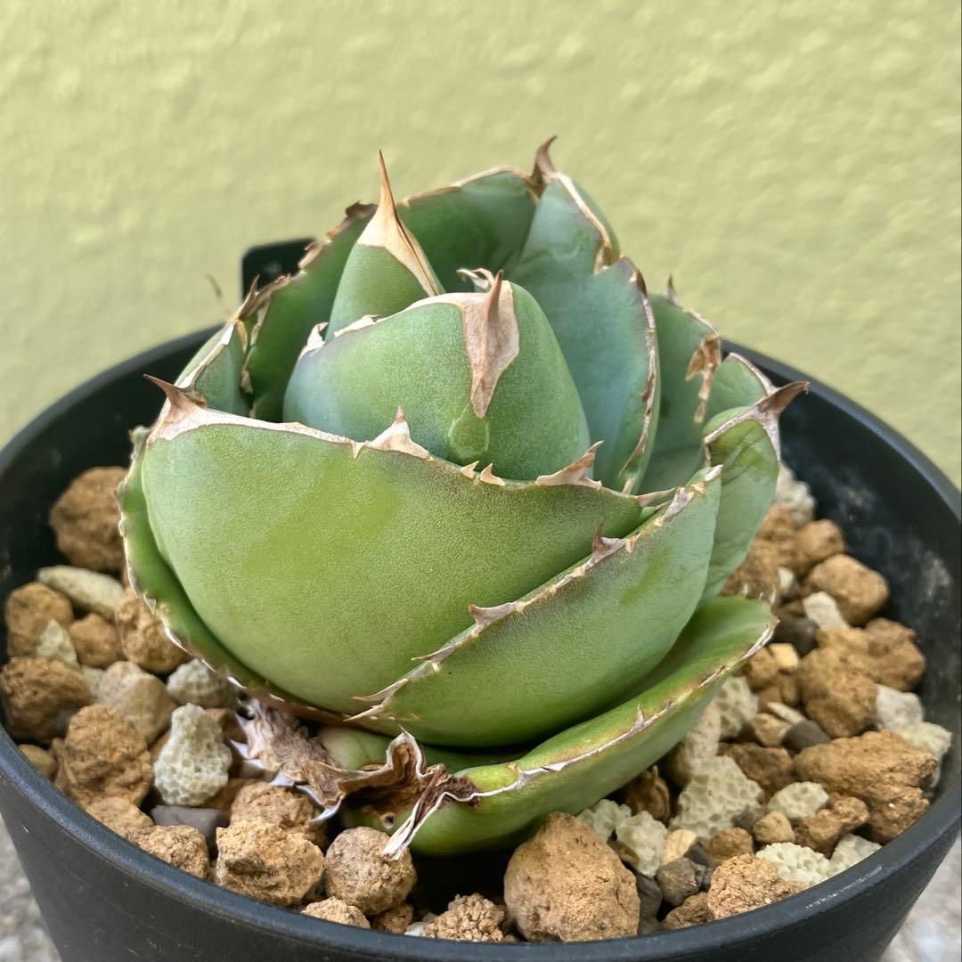 アカベ チタノタ 熊猫パンダ特選 スーパー低重心 厚葉 極上美株/ダルマ/ボール