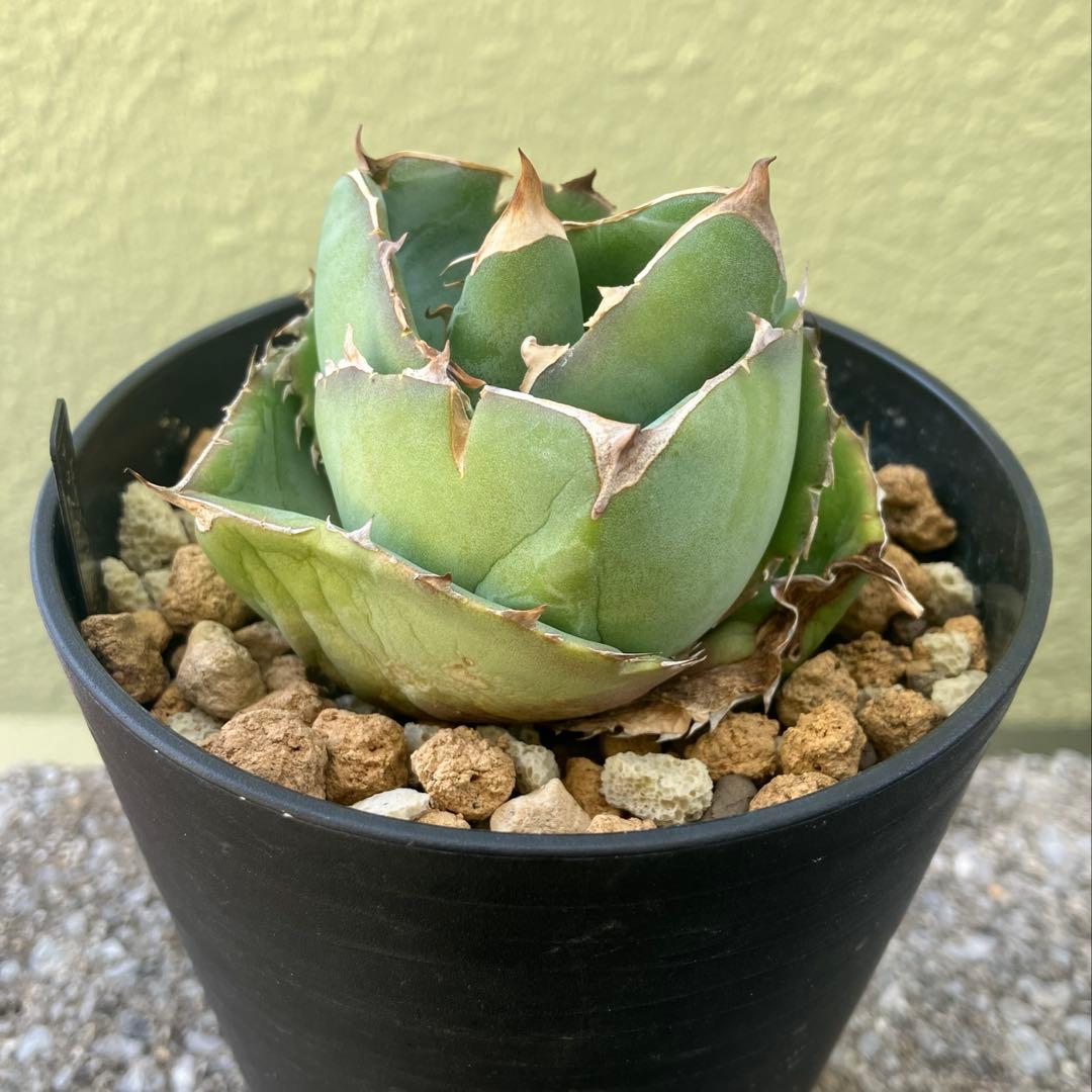 アカベ チタノタ 熊猫パンダ特選 スーパー低重心 厚葉 極上美株/ダルマ/ボール