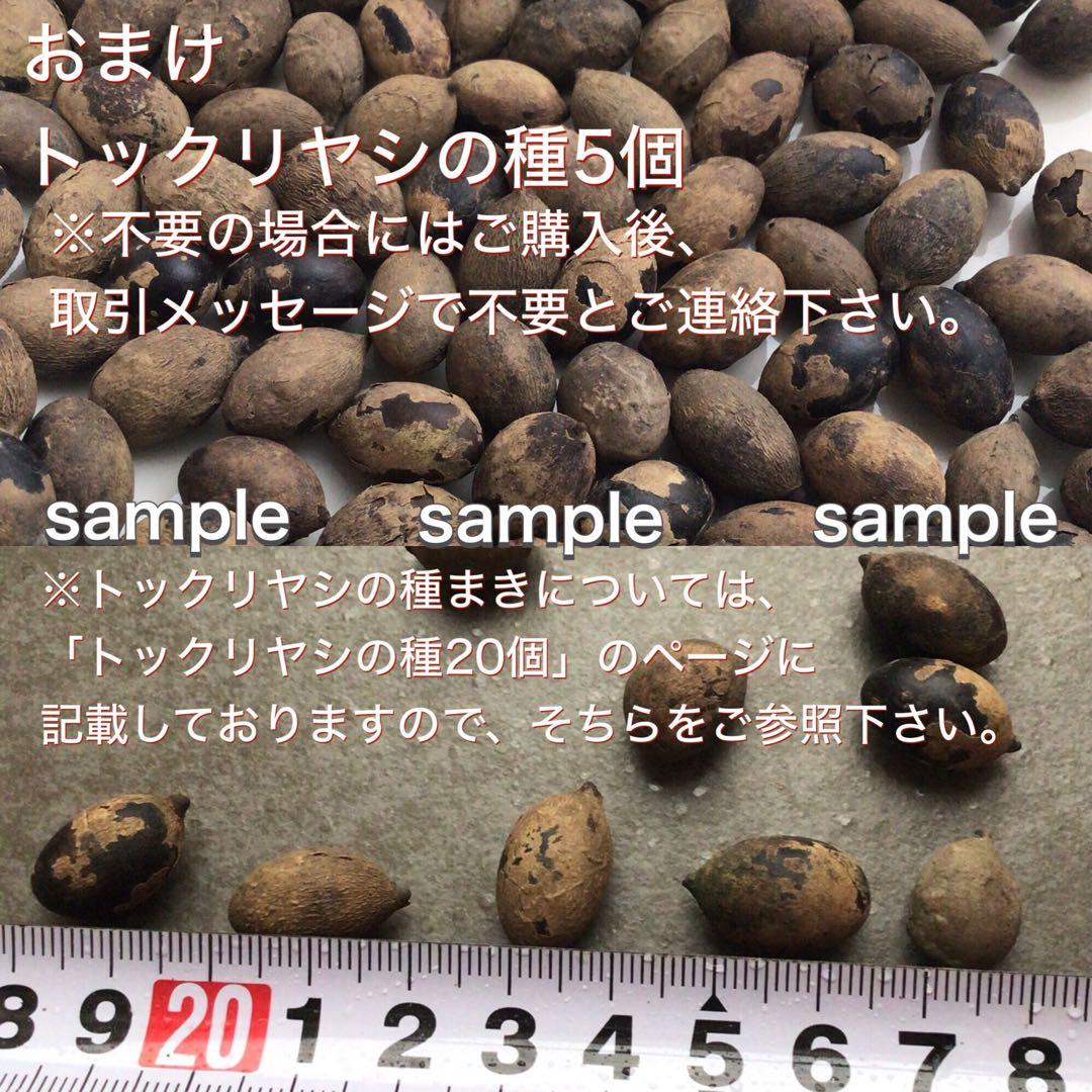 大株！鉢ごと宅急便！実生苗マニラヤシ　おまけトックリヤシの種5個　メ ルカリ便